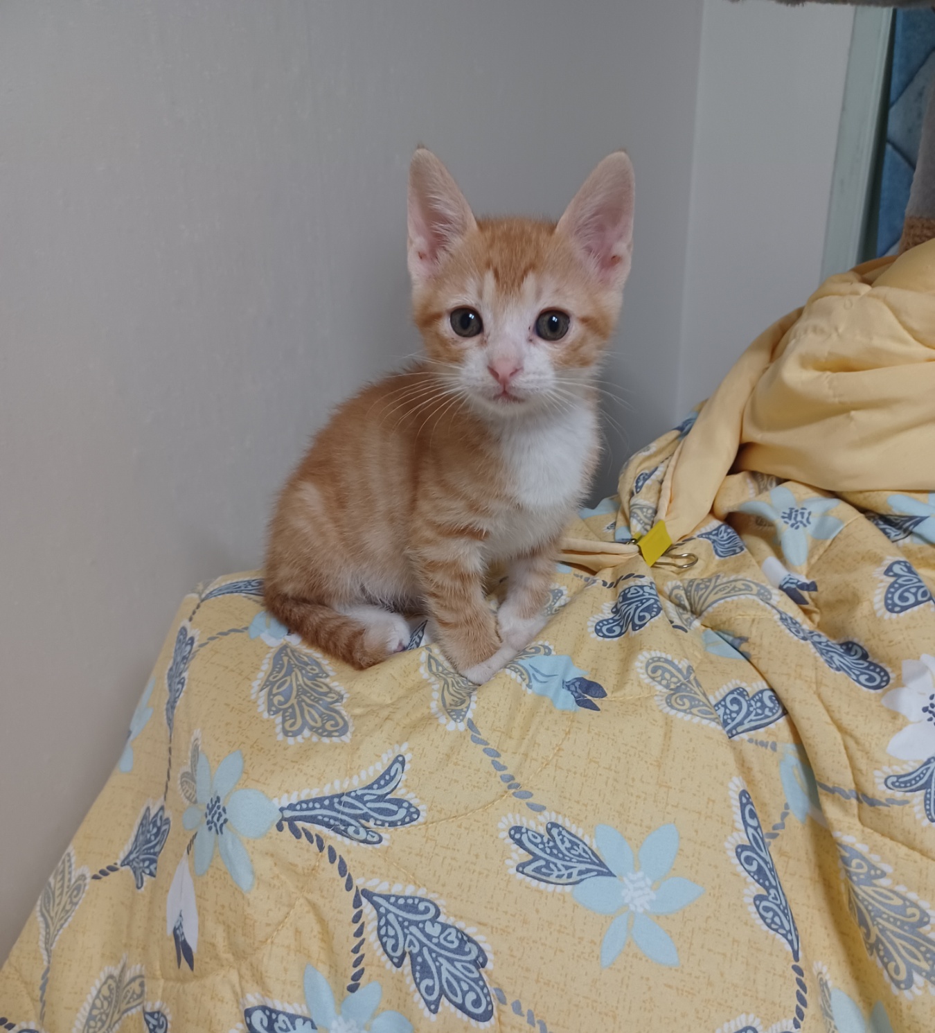 보호중 한국 고양이…